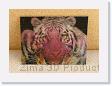 Tiger * Efekt Flip, Zad - Samolepiaca folia * 640 x 459 * (397KB)